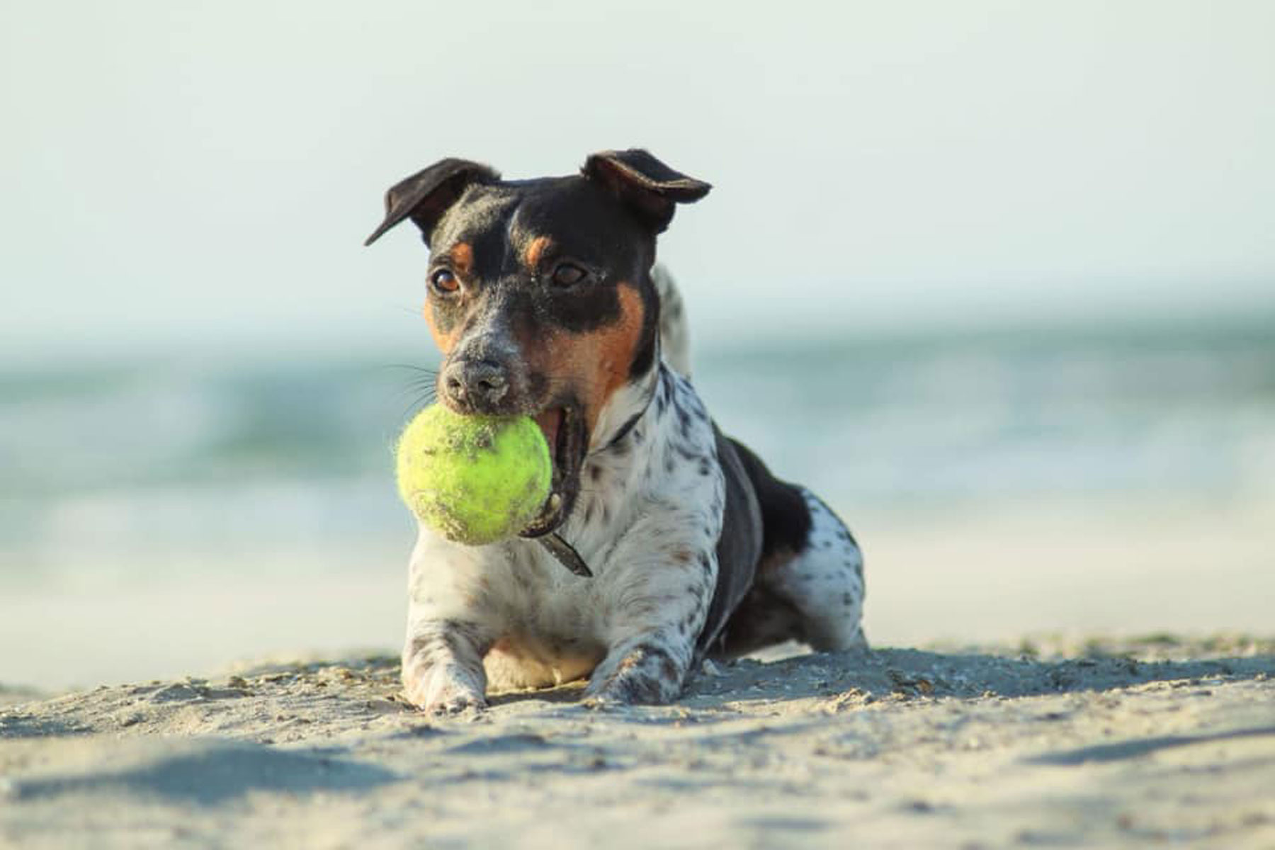 Hund mit Ball